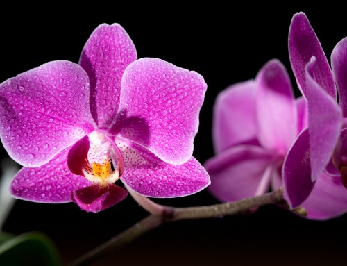 Orchid Image 5