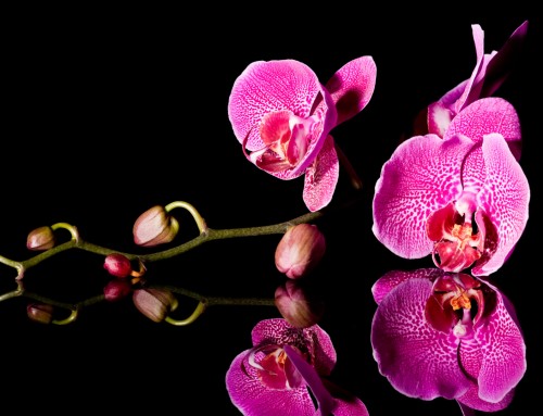 Orchid Image 6