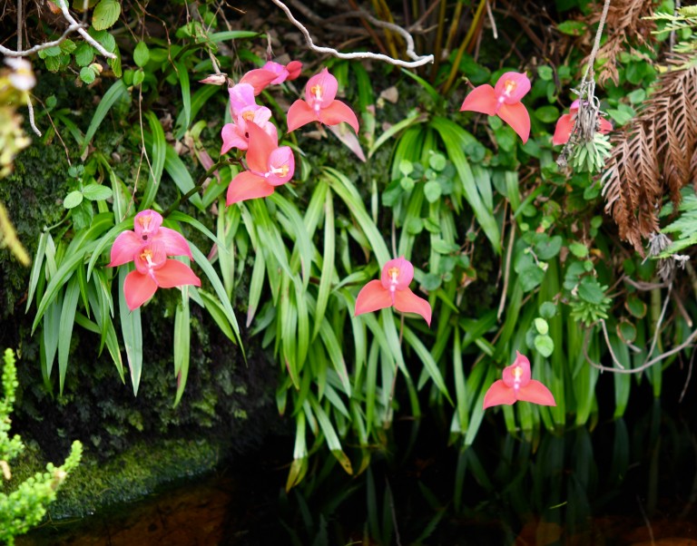 Shows and Events Cape Orchid Society